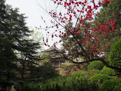 -西安青龙寺遗址景区