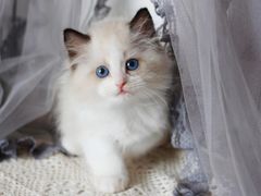 -十年猫舍·猫咪专门店(普陀店)