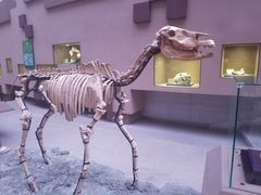 -陕西自然博物馆