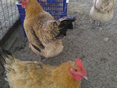 -白渔泡湿地公园