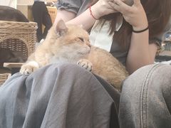 -Heymao猫咖.咖啡厅(东门店)