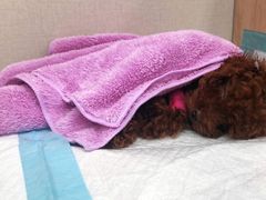 -瑞派宠物医院·CT影像中心·猫友好医院(奥城店)