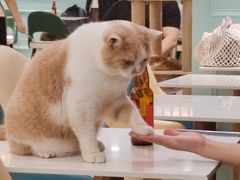 -安格丽娜·狗咖·猫咖羊驼咖(春熙路百盛商场店)