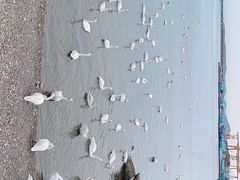 -烟墩角天鹅湖