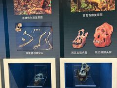 -国家自然博物馆