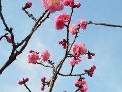 -三圣花乡旅游区