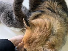 -圣宠动物医院·犬猫专科·影像中心·外科中心