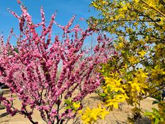 -北京西山国家森林公园