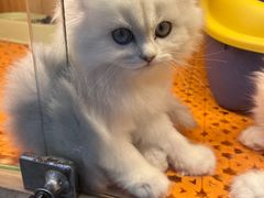 -欣宠猫屋·矮脚拿破仑·蓝金金渐层