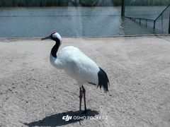 -盐城丹顶鹤湿地生态旅游区