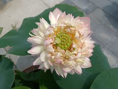-莲花池公园