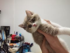 -屋虎猫馆(宝安大仟里店)