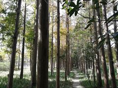 -上海长兴岛郊野公园