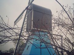 -荷兰花海