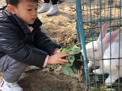 -喜杨洋草莓采摘园