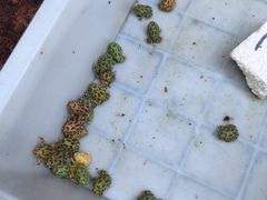 -哈尔滨道外花鸟鱼市场