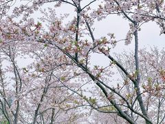 -羊山湖公园