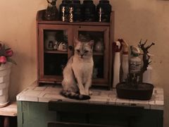 -猫色咖啡·猫咖