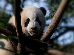 景点-成都大熊猫繁育研究基地