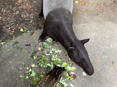 -清迈夜间动物园