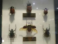 -上海昆虫博物馆