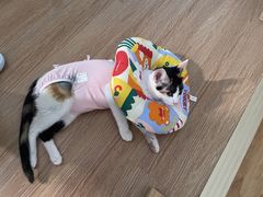 -凯特喵百思猫专科医院