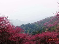 -新建村梅花