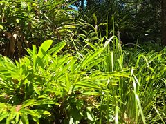 -可伦宾野生动物保护区
