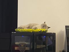 -猫大福·Fortune Cat猫舍(百子湾店)