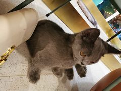 -飞行喵MR PILOT|猫舍·猫咖(静安大融城店)
