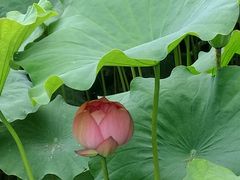 -陈家山荷花公园