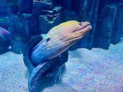 -上海海洋水族馆