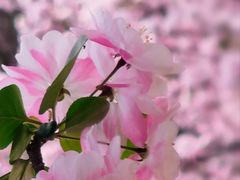 -海棠花溪(元大都城垣遗址公园)