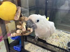 -青石桥花鸟鱼虫市场(叠翠城店)