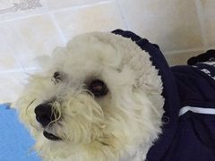 -瑞鹏宠物医院·爱宠堂·骨外专科(西荷分院)