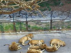 -大连森林动物园