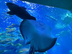 -太平洋海底世界