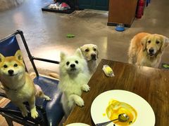 -百好乐宠物友好餐厅(朝外大街店)