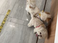 -北京派仕佳德动物医院·超导核磁·CT·神经科·骨科·内外科·急重症管理中心