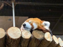 -Zoolung Zoolung动物主题公园(海信广场店)