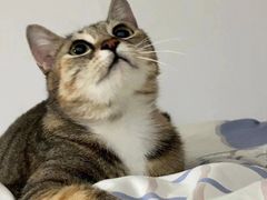 -伟伟宠物医院·CT影像中心·瑞派犬猫综合性门诊(汉口总院)