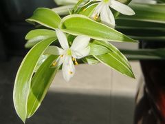 -新湖明珠城