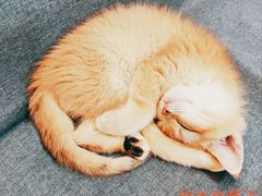 -猫十亿·布偶金渐层·曼基康矮脚猫舍(青年路店)