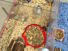 -钓仓鼠(洋桥北里小区店)
