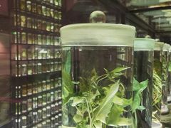 -广东中医药博物馆