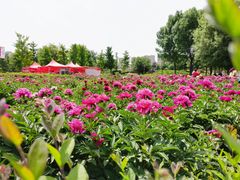-曹州牡丹园