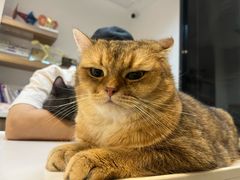 -御宝贝·A梦猫科宠物医院(国际猫友好医院)
