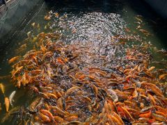 -丰乐餐厅·始于1999·本地老字号