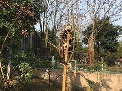 -成都大熊猫繁育研究基地