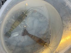 -DGE季风钓虾营地·团建·聚会